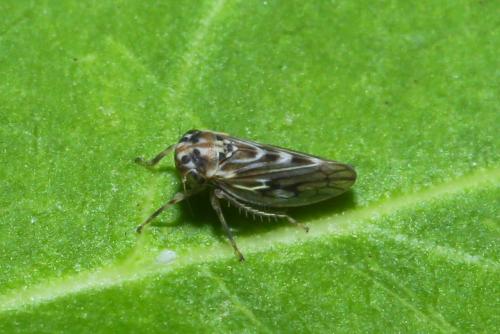 Agallia sp.